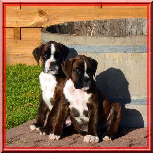 Du Maine Roy - Boxer - Portée née le 15/10/2015